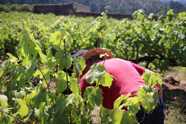 Dans la peau d’un « Vendangeur d’un jour »