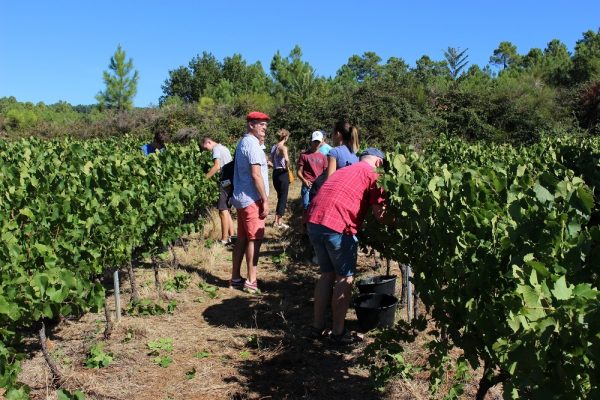 Vendangeur d’un jour, août 2020