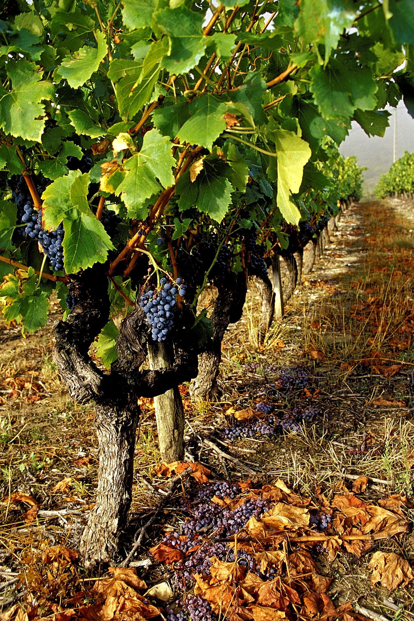 Vignes de Valvignères
