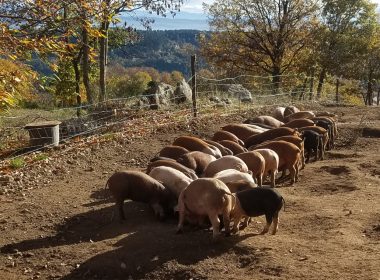 La Ferme du Chazalet – Charlotte Fleury