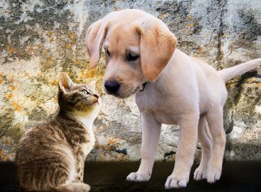 Pension chiens et chats : Bienvenue chez Mab