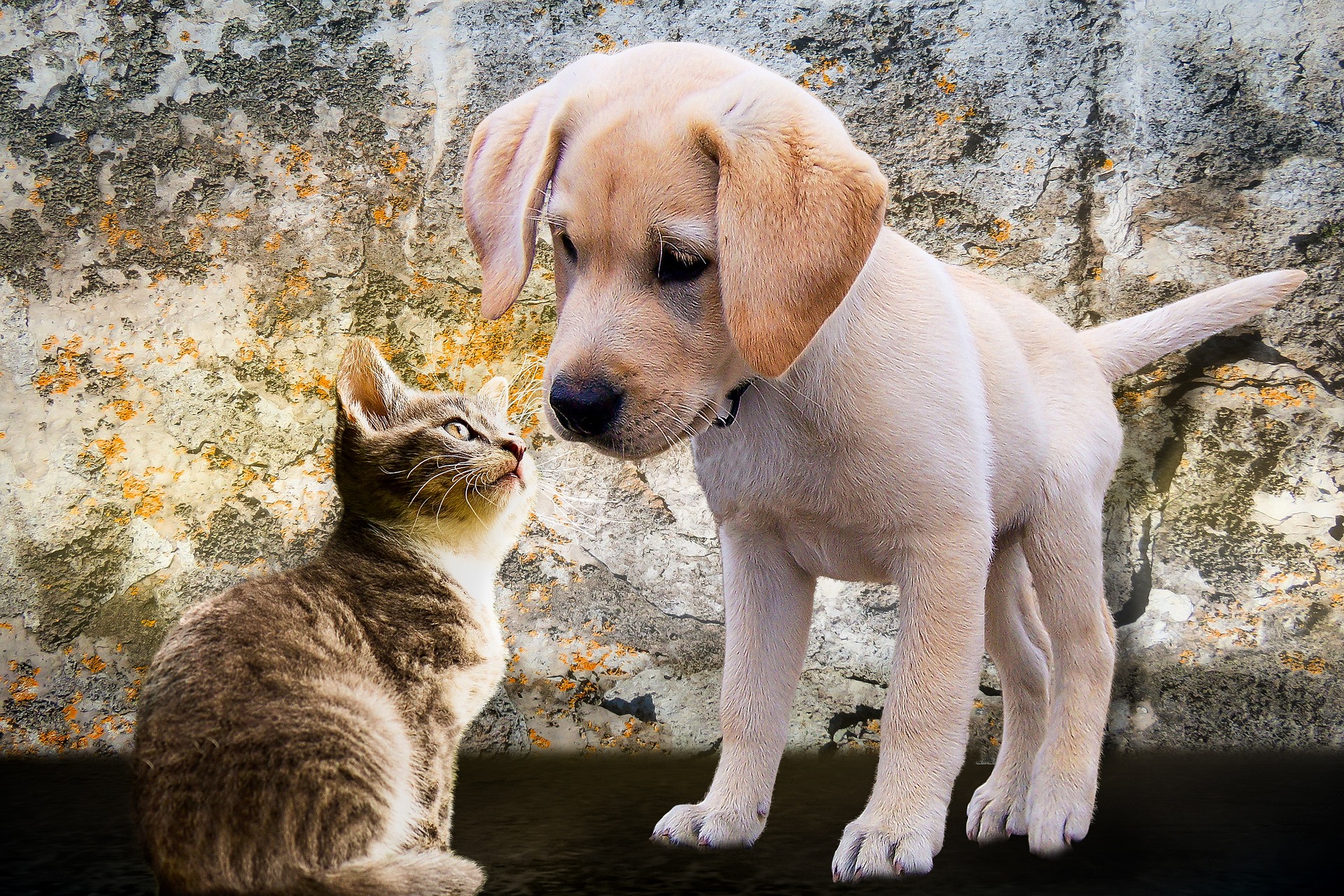 Pension chiens et chats : Bienvenue chez Mab_Largentière