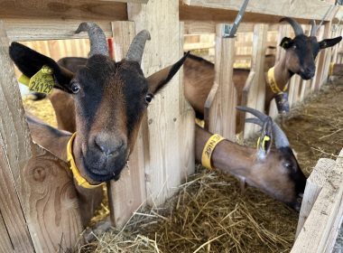 De Ferme en Ferme : Ferme de la Blache
