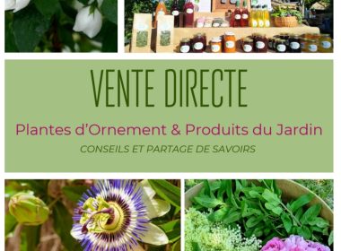 Visite guidée autour des plantes aromatiques