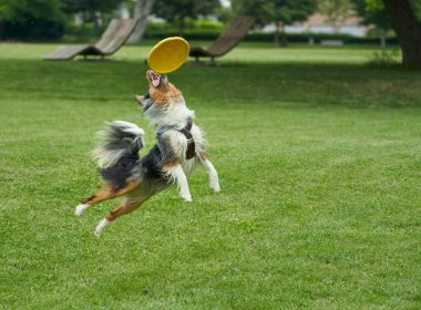 Club canin Laurac-en-Vivarais