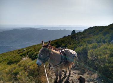 Carab&rsquo;Âne