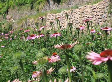 Alban Saunier – Paysan Transformateur